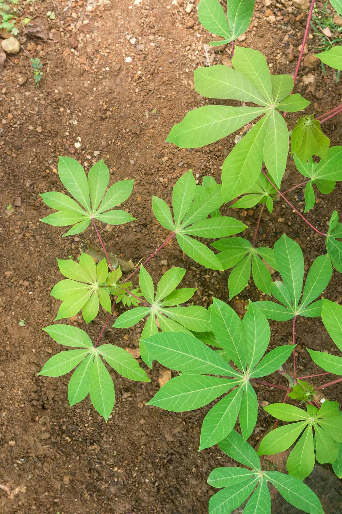 Soil Cassava (yuca)