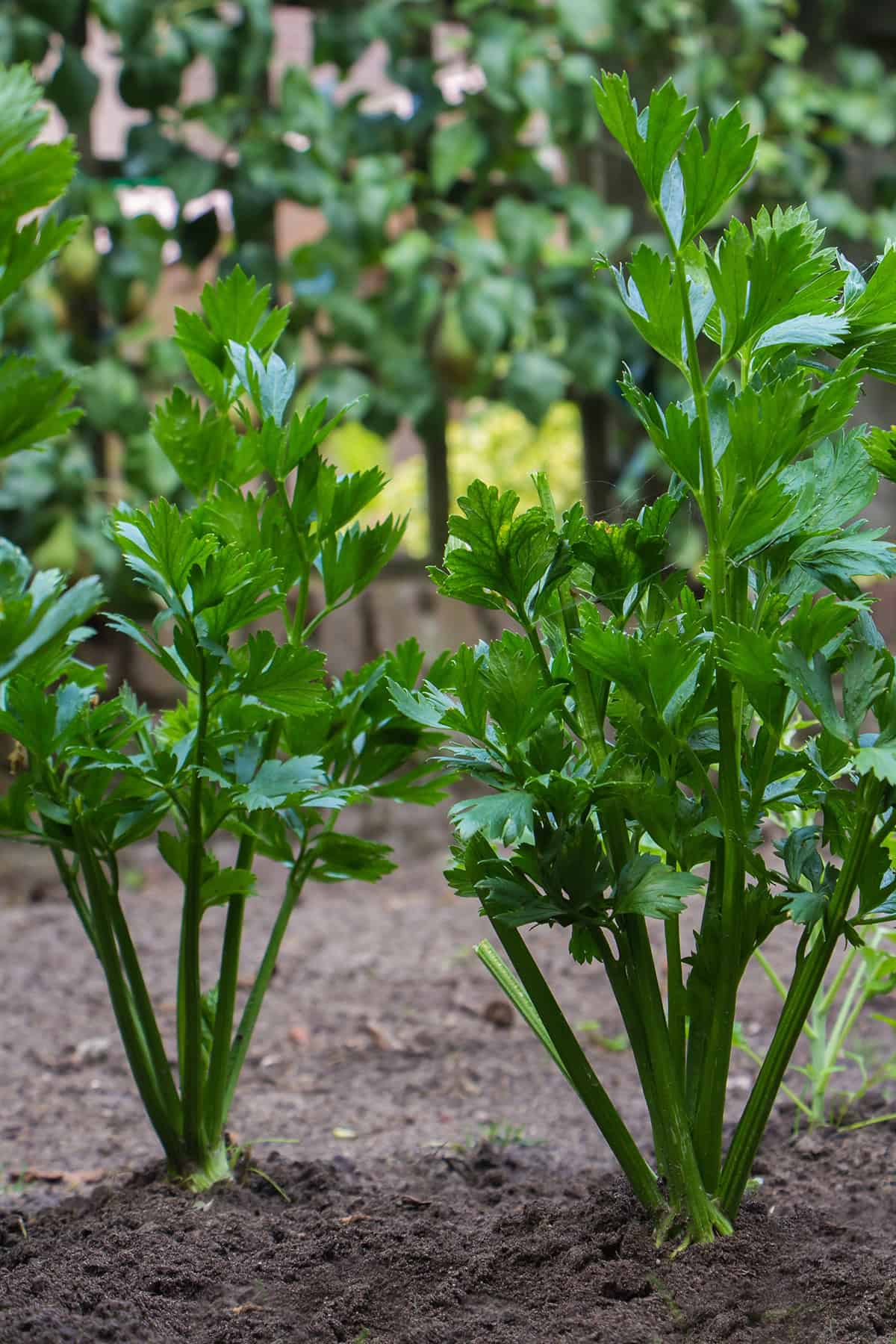 Soil Celeriac (celery root)