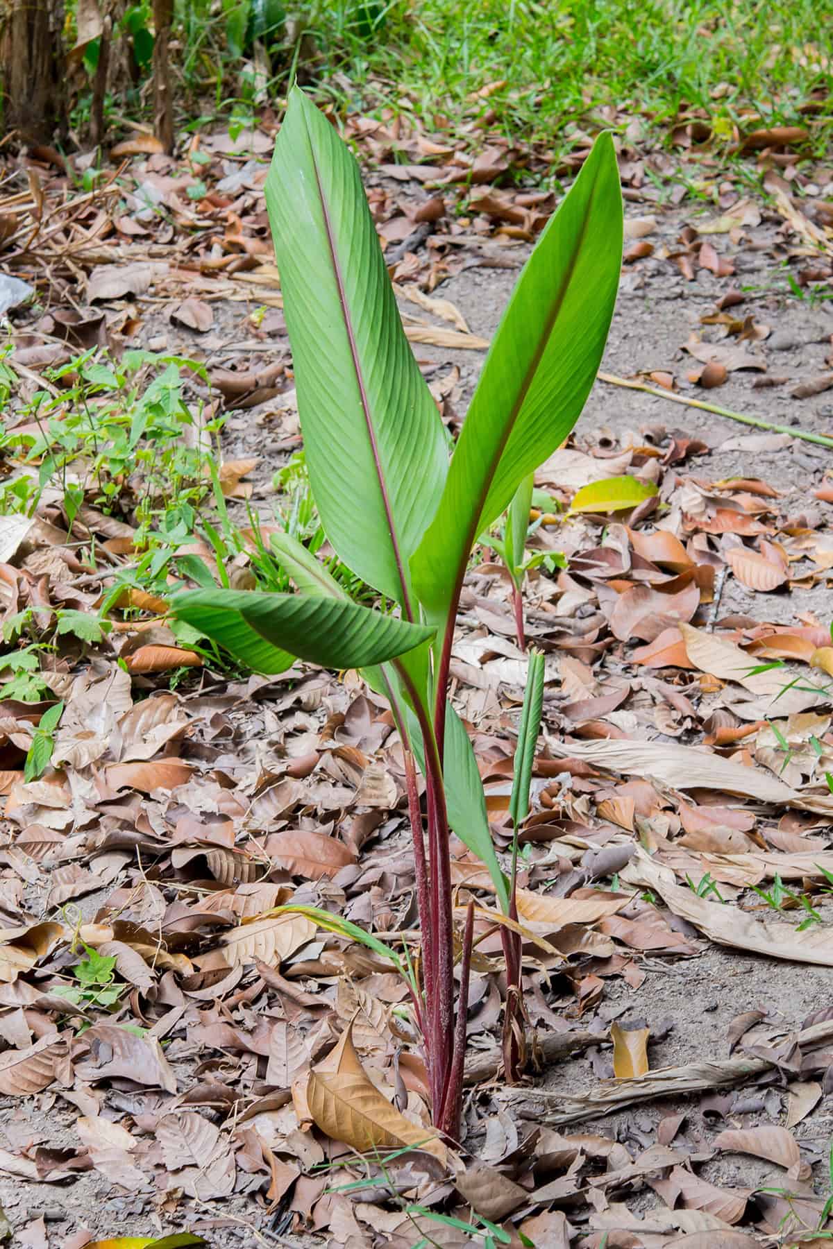 Soil Galangal
