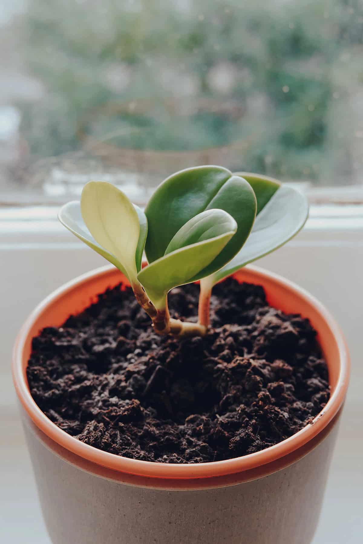 Soil Peperomia Obtusifolia
