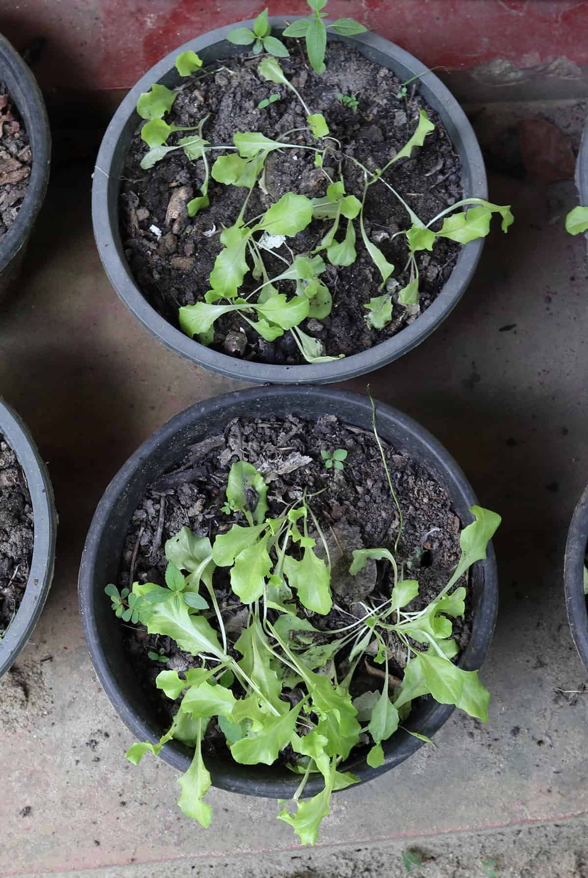Soil Radishes in Containers