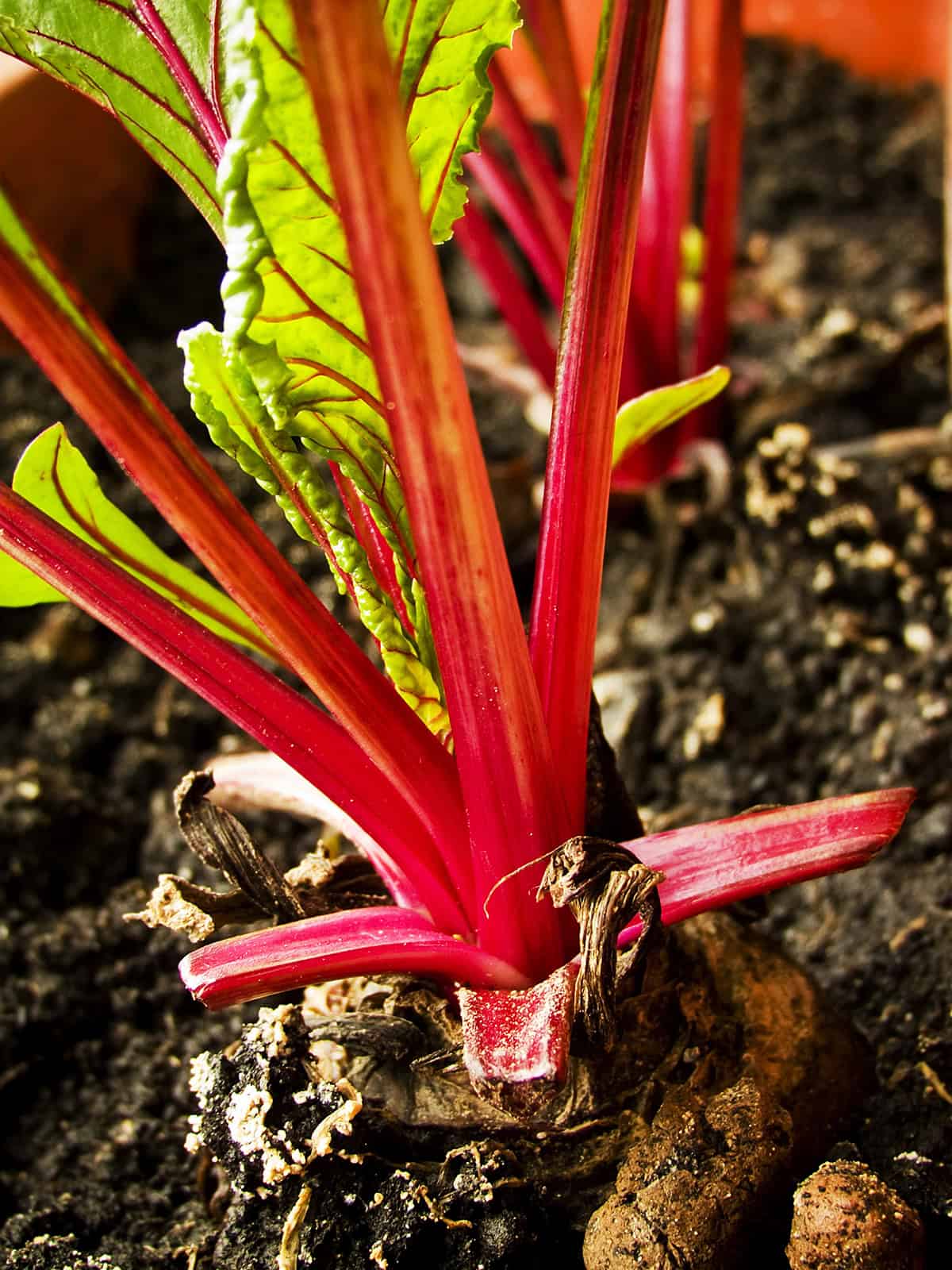Soil Setup Beets In Containers