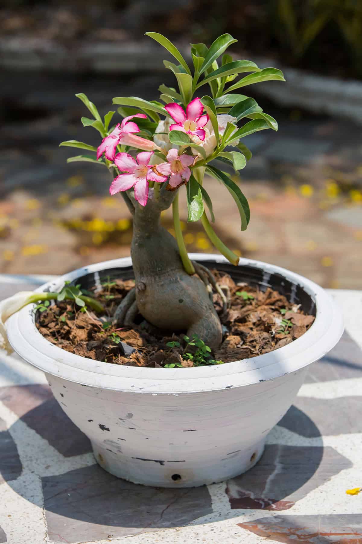 Soil and Potting Desert Rose