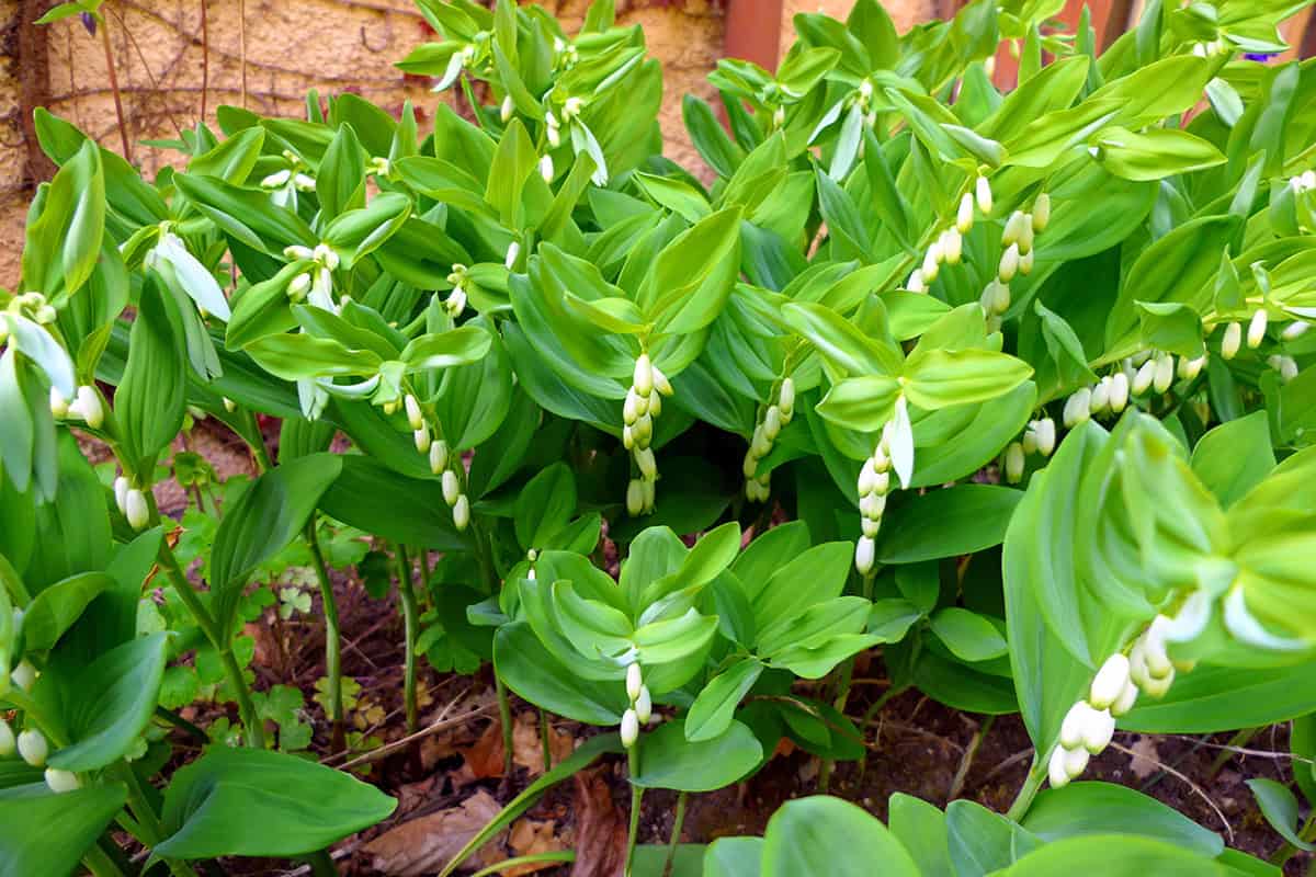 Solomon’s Seal (Polygonatum)