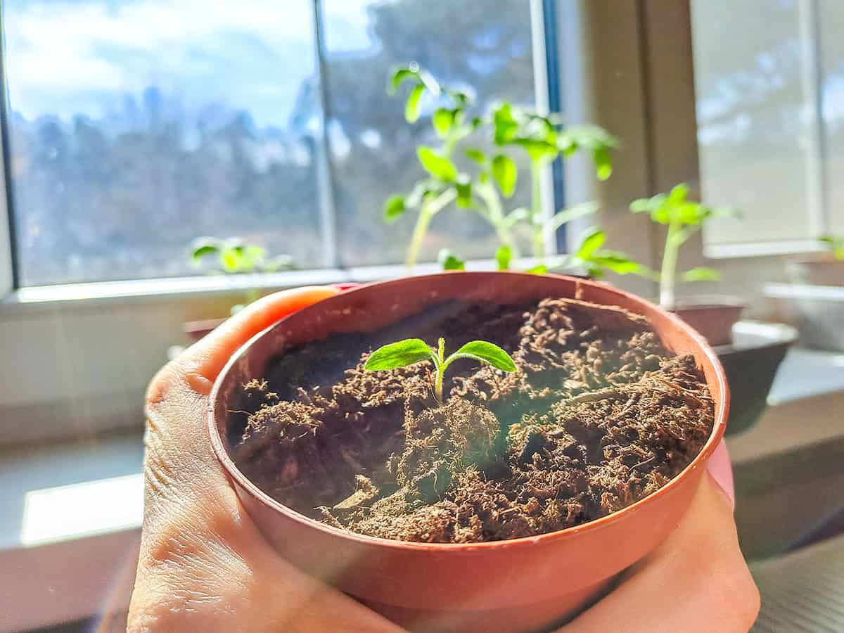 Starting From Seed Indoors