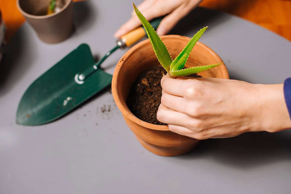 Step By Step Guide To Grow Aloe Vera In A Container
