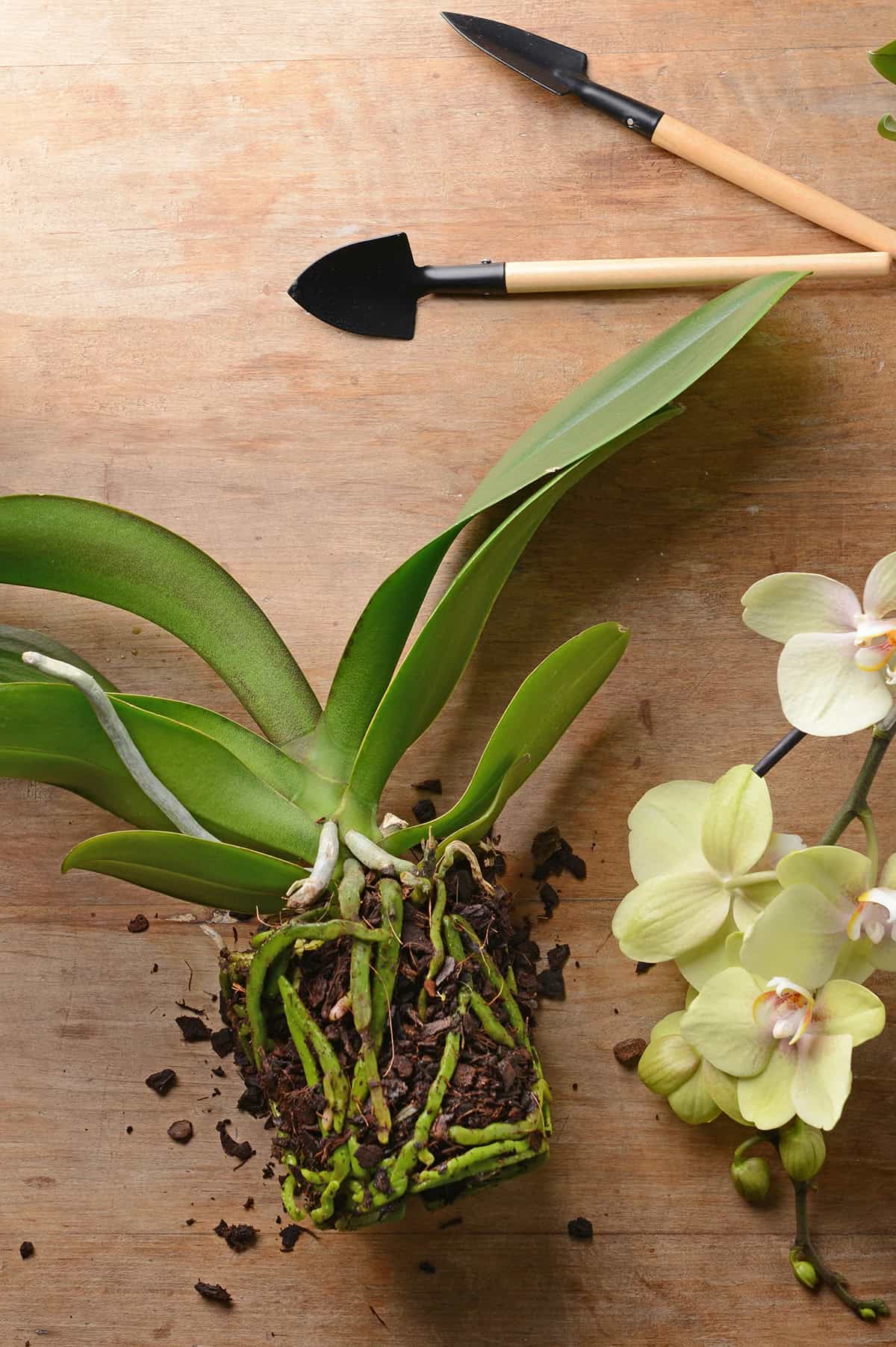 Step By Step Repotting Guide