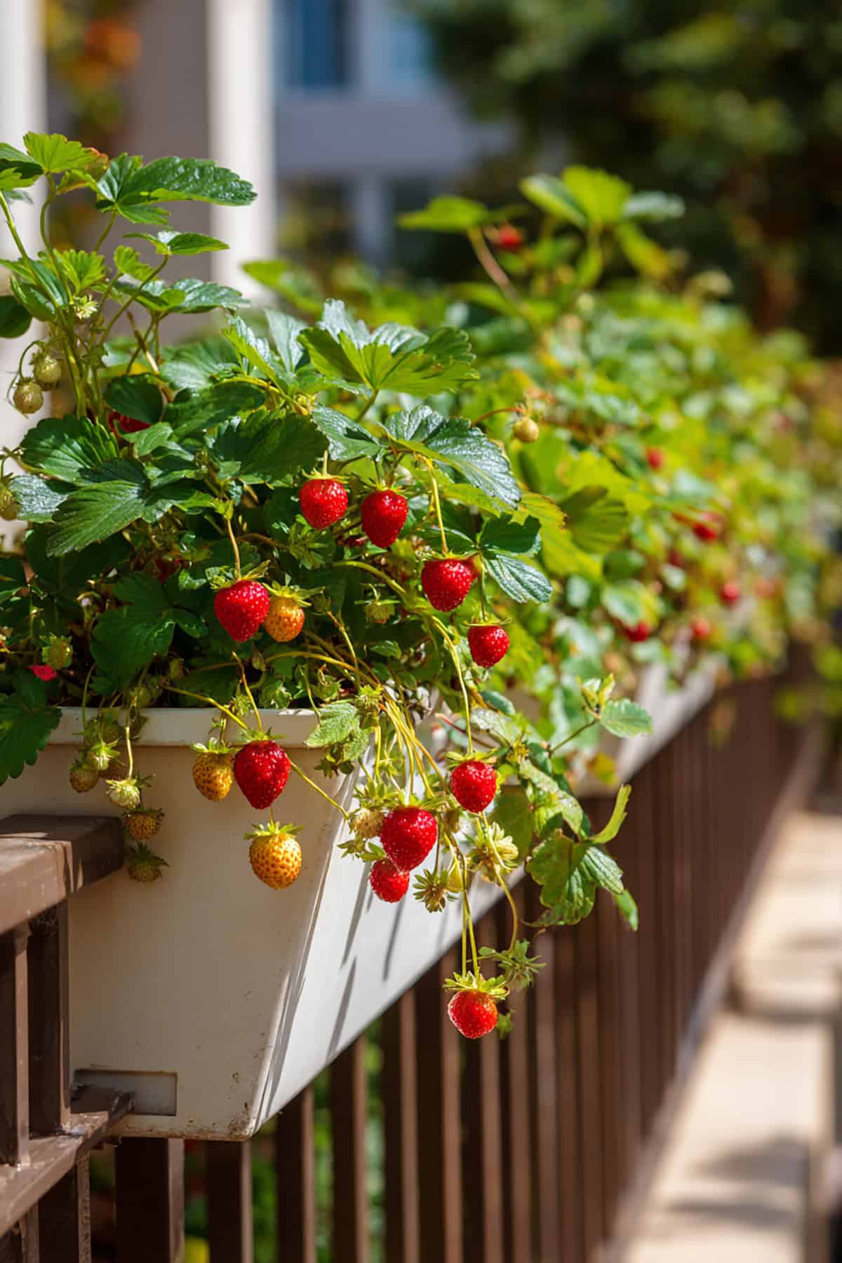 Strawberry Window Box Rail Planter