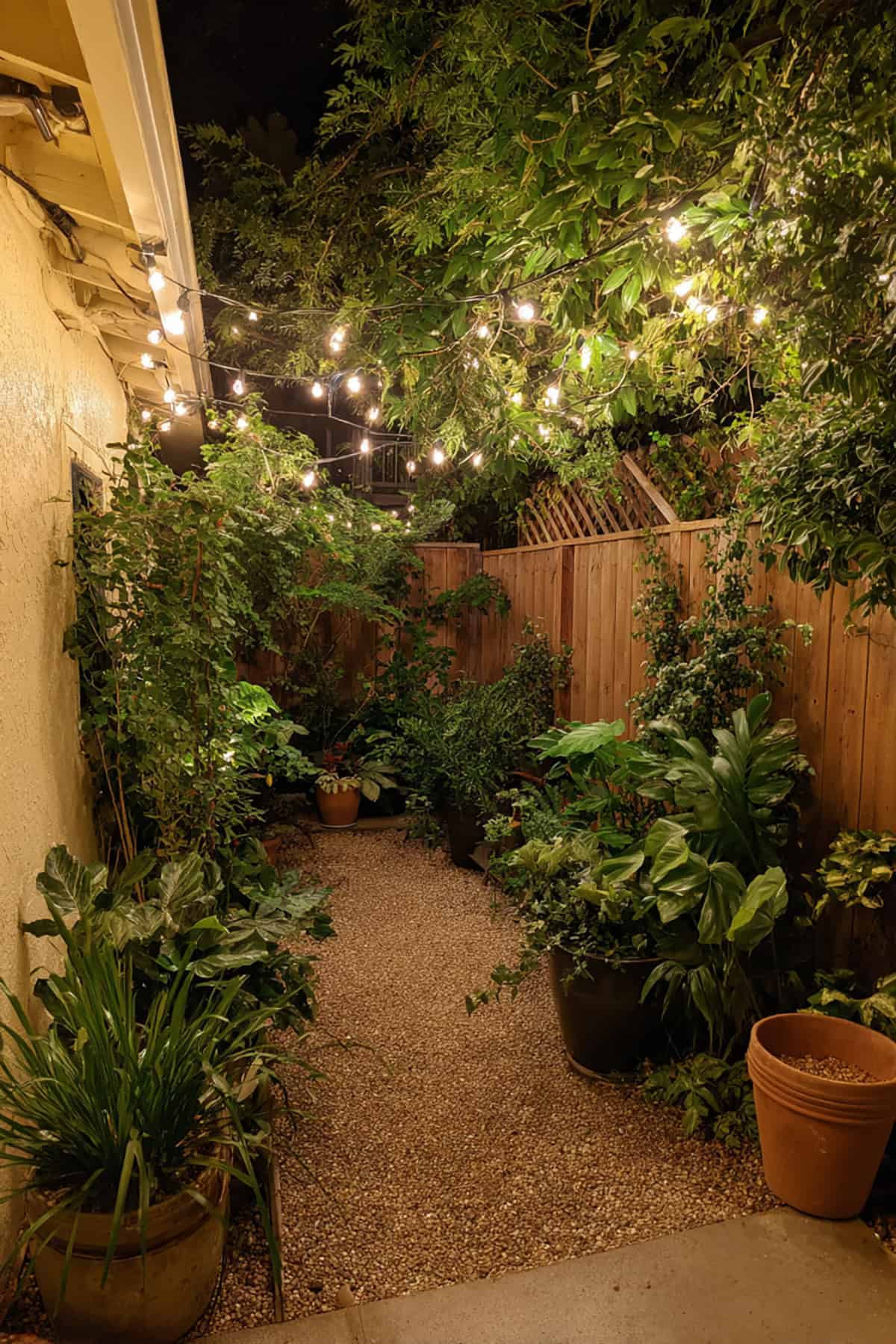 String Light Garden Canopy With Lush Edge Planting