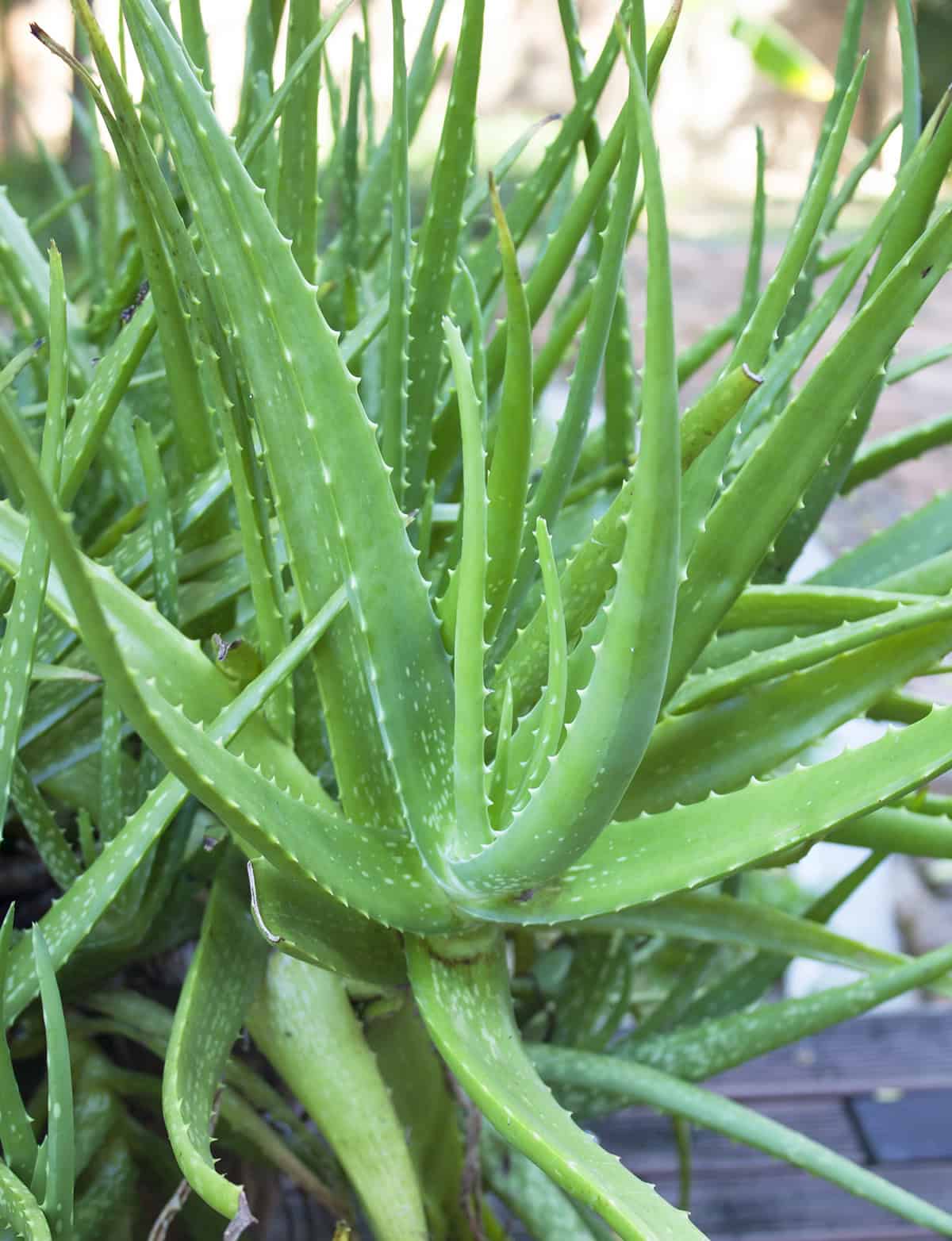 Temperature And Humidity Aloe Vera