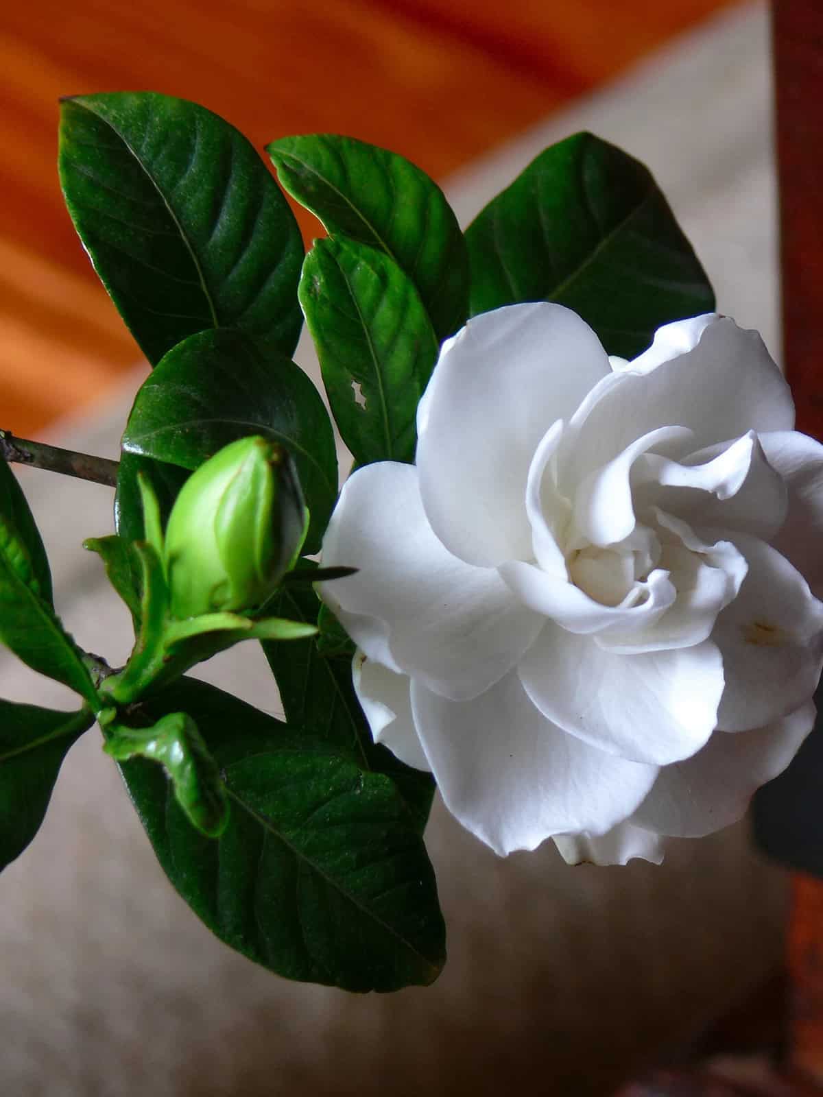 Temperature And Humidity Gardenia