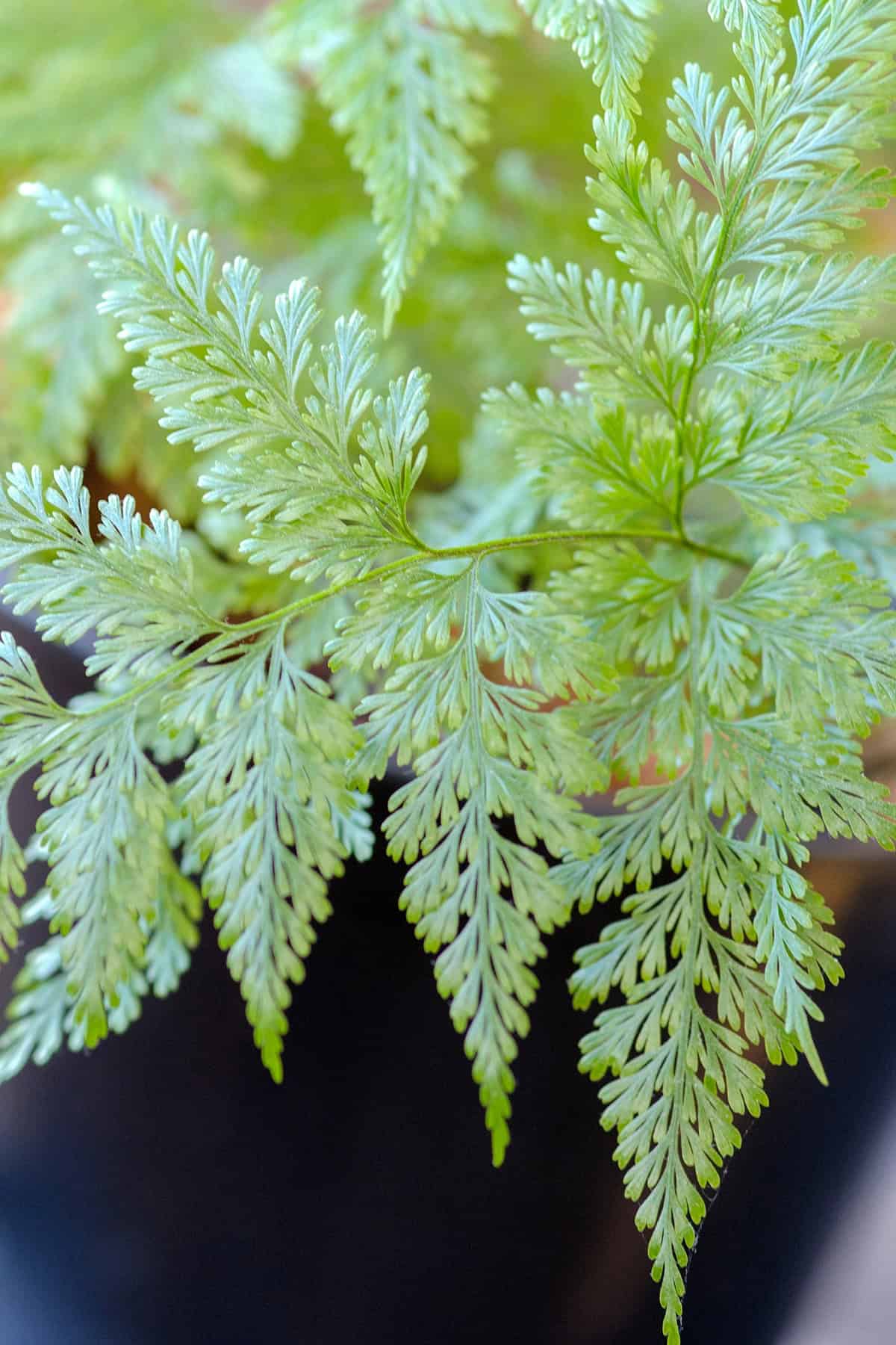 Temperature And Humidity Rabbit’s Foot Fern