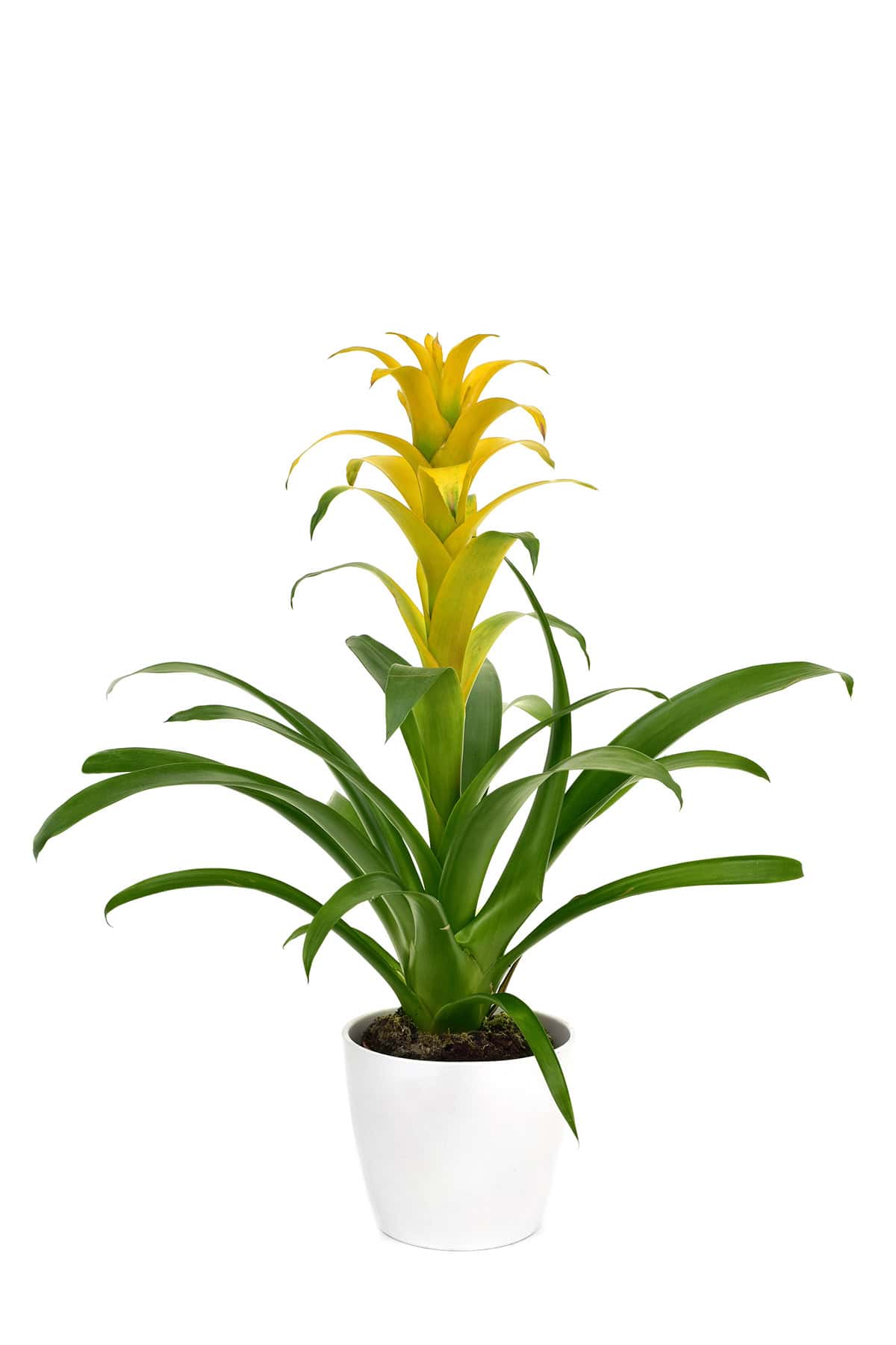 Temperature Bromeliad