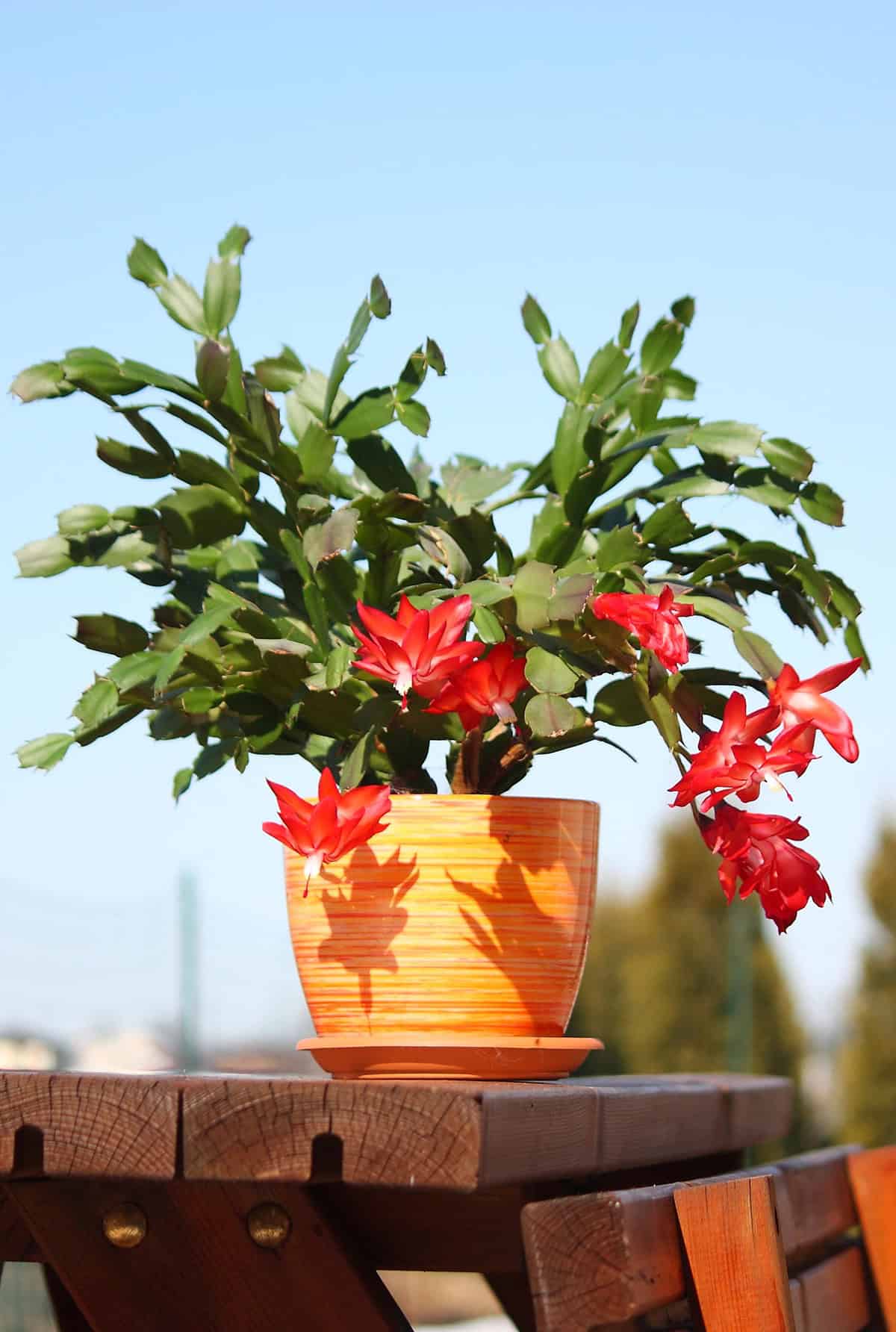 Thanksgiving Cactus (Schlumbergera truncata)