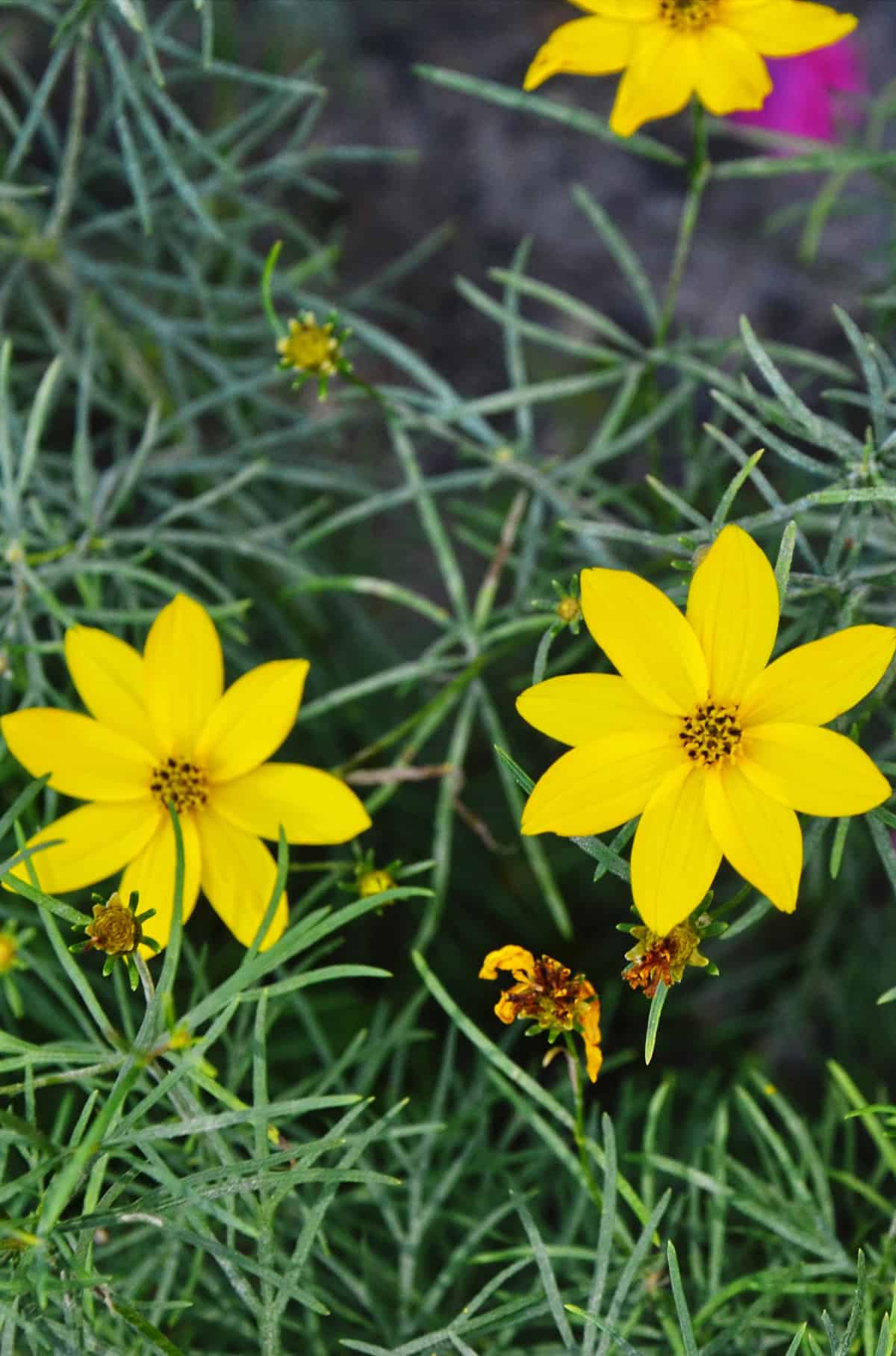 Threadleaf Coreopsis (Coreopsis verticillata)