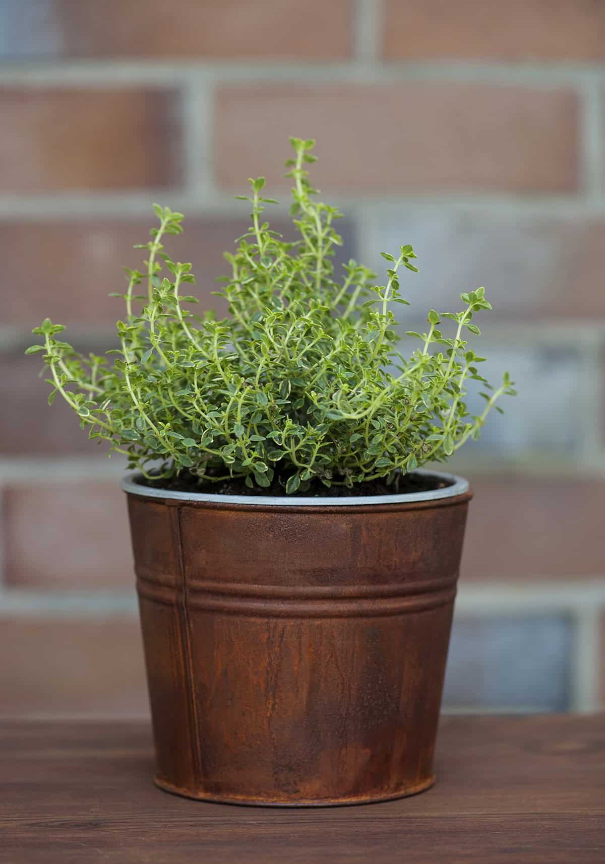 Thyme