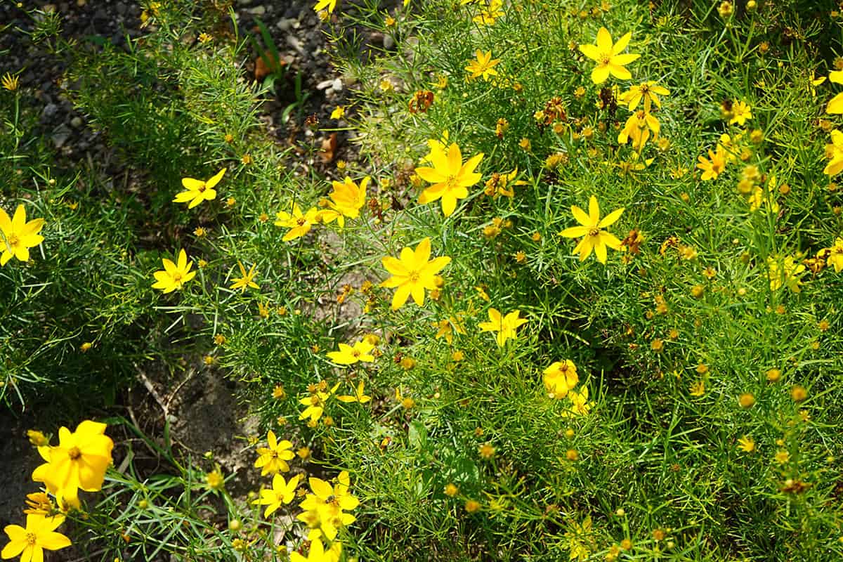 Tickseed (Coreopsis verticillata)