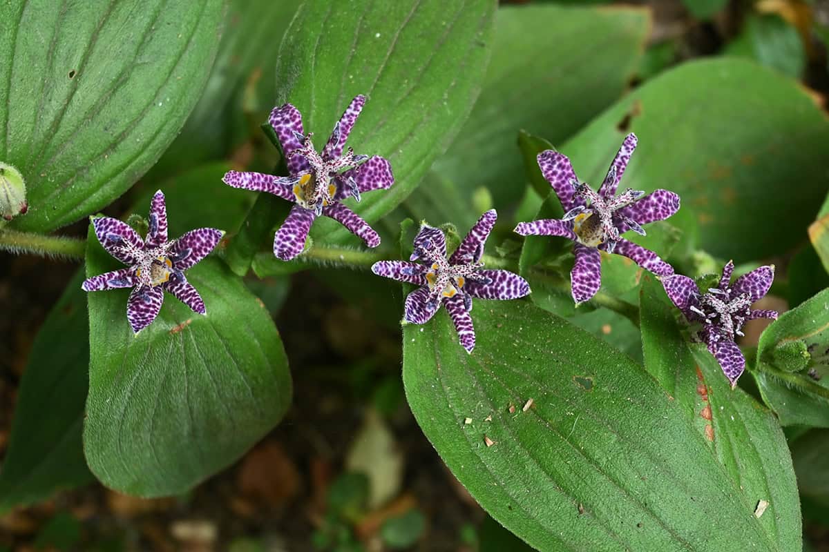 Toad Lily (Tricyrtis)