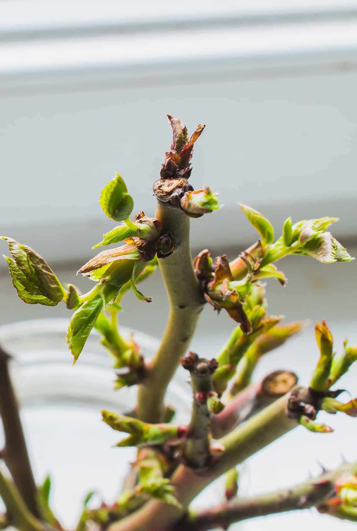 Transplanting Rooted Cuttings