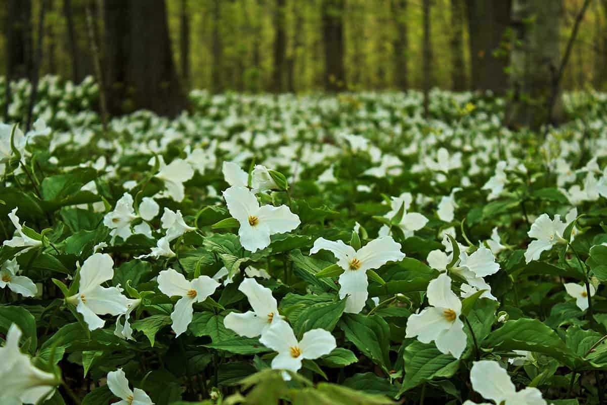Trillium