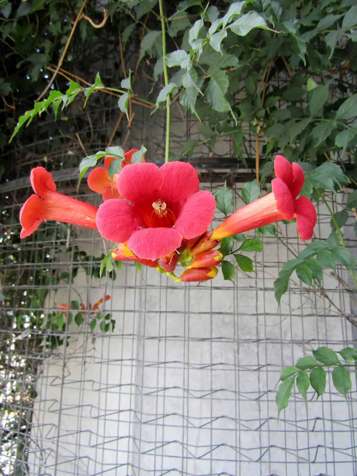 Trumpet Vine