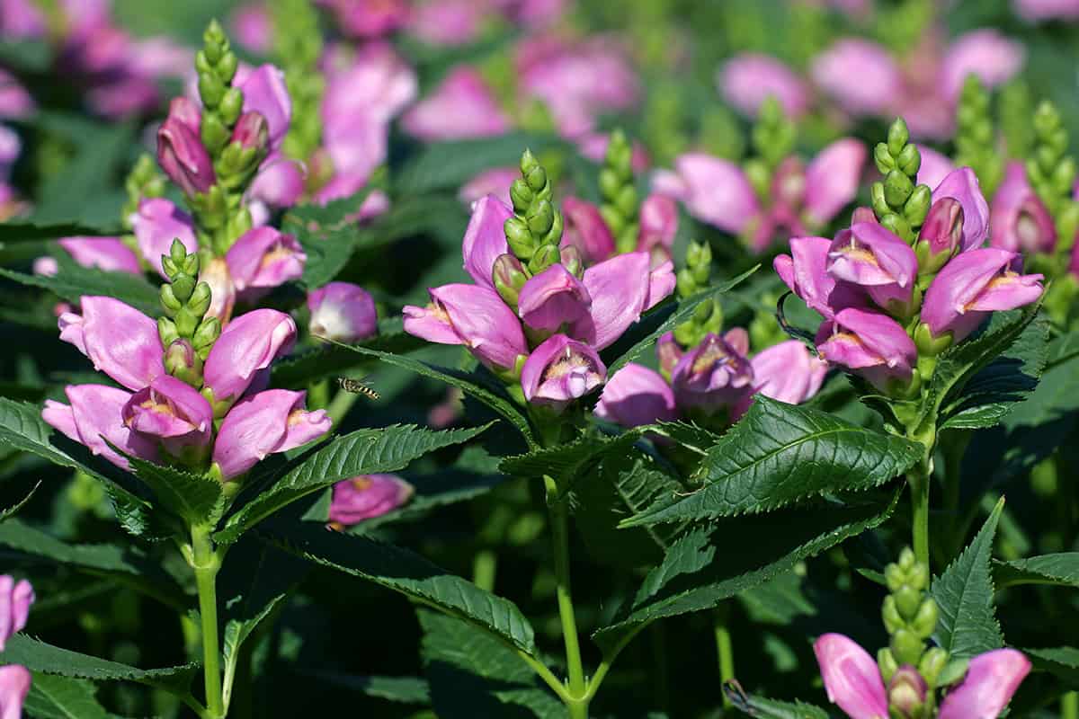 Turtlehead (Chelone)