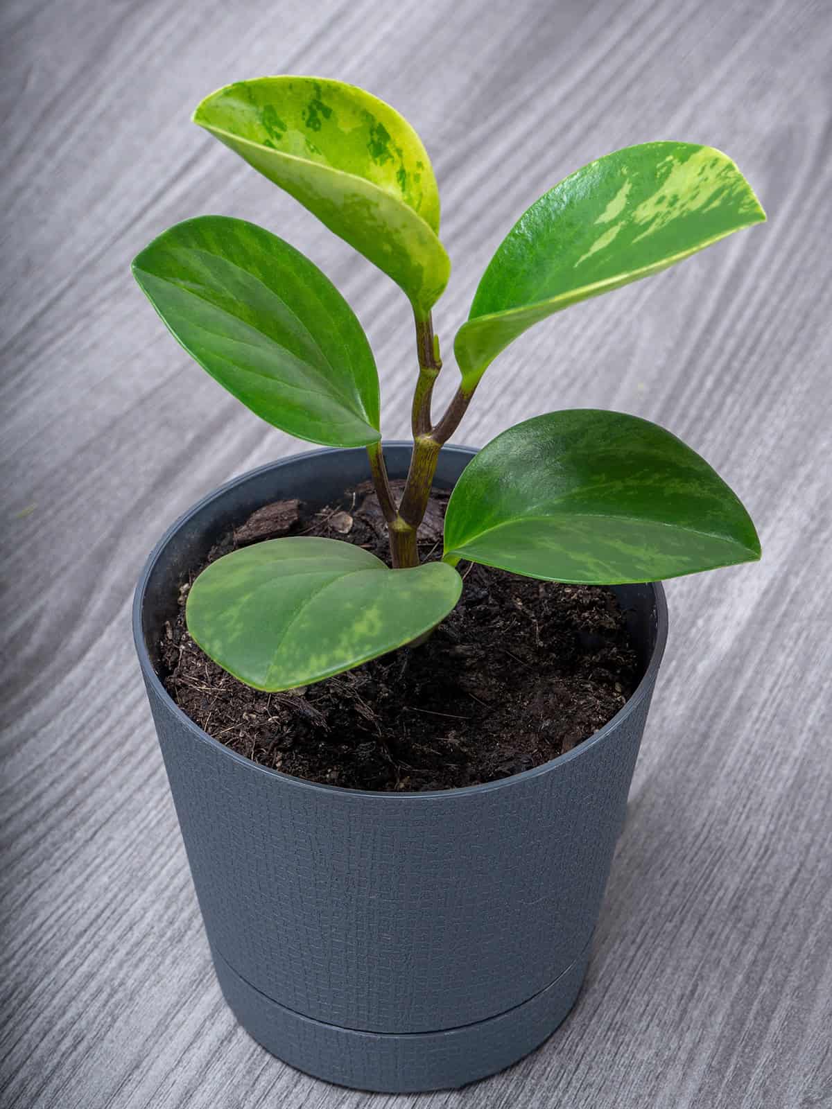 Varieties Peperomia Obtusifolia