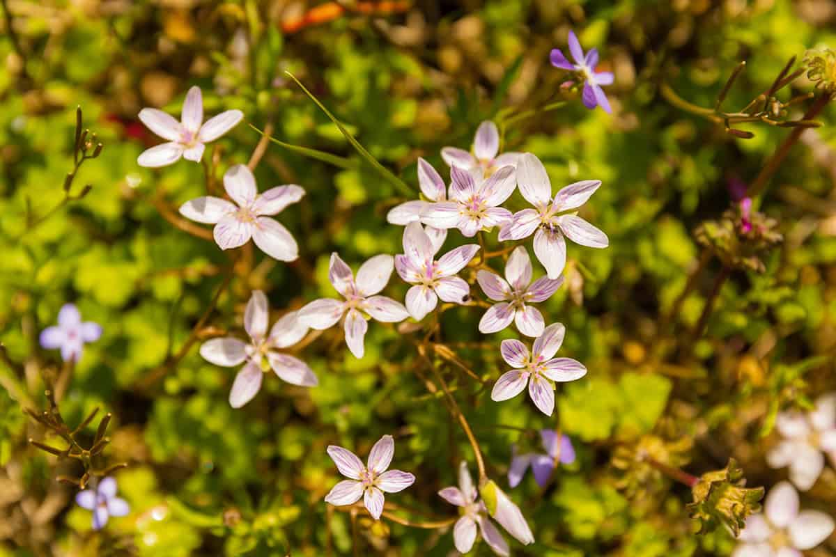 Veronica (Speedwell)