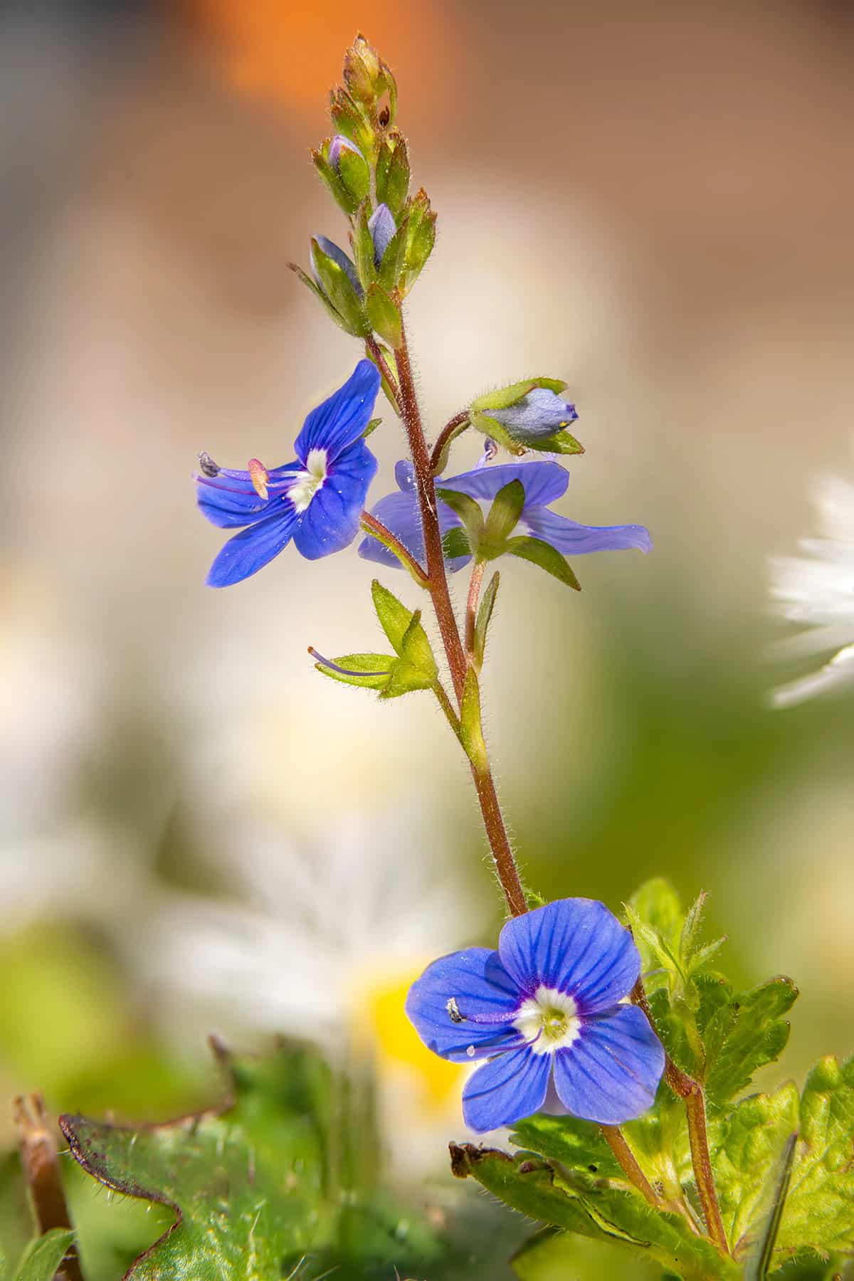 Veronica (Speedwell)