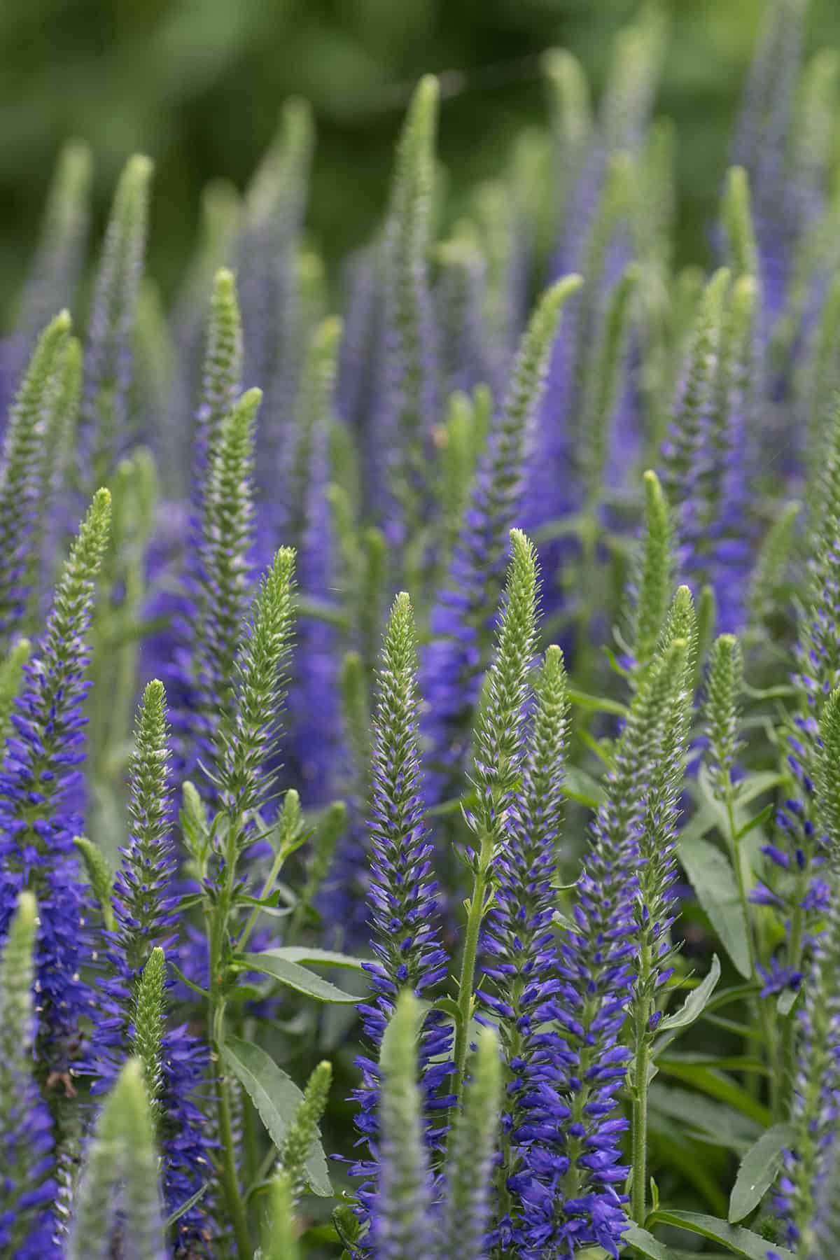 Veronica (Speedwell)