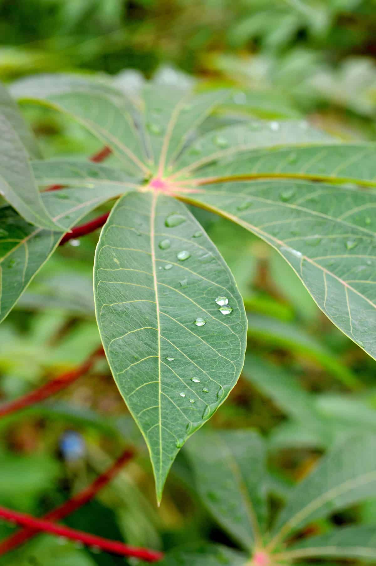 Water Cassava (yuca)