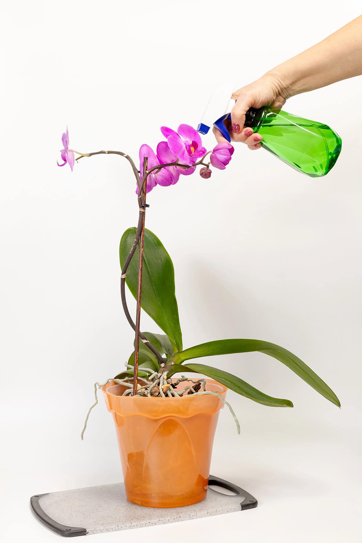 Water Indoor Orchids