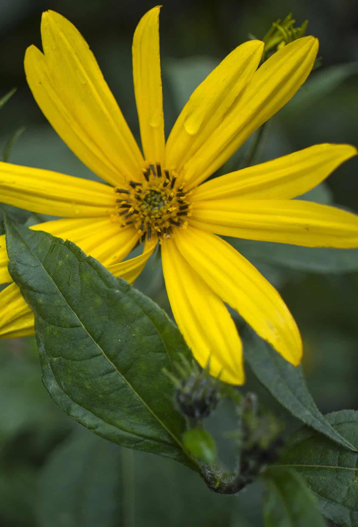 Water Jerusalem artichoke (sunchoke)