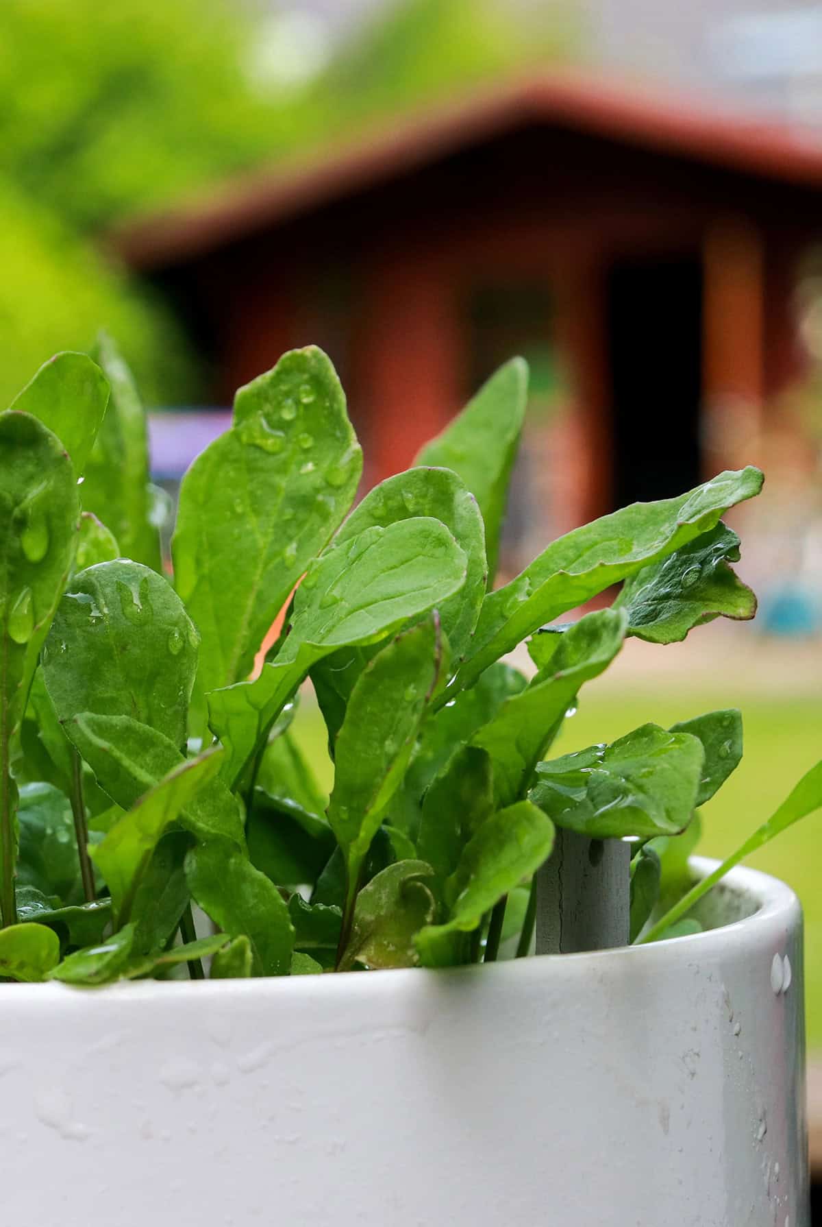 Water Spinach