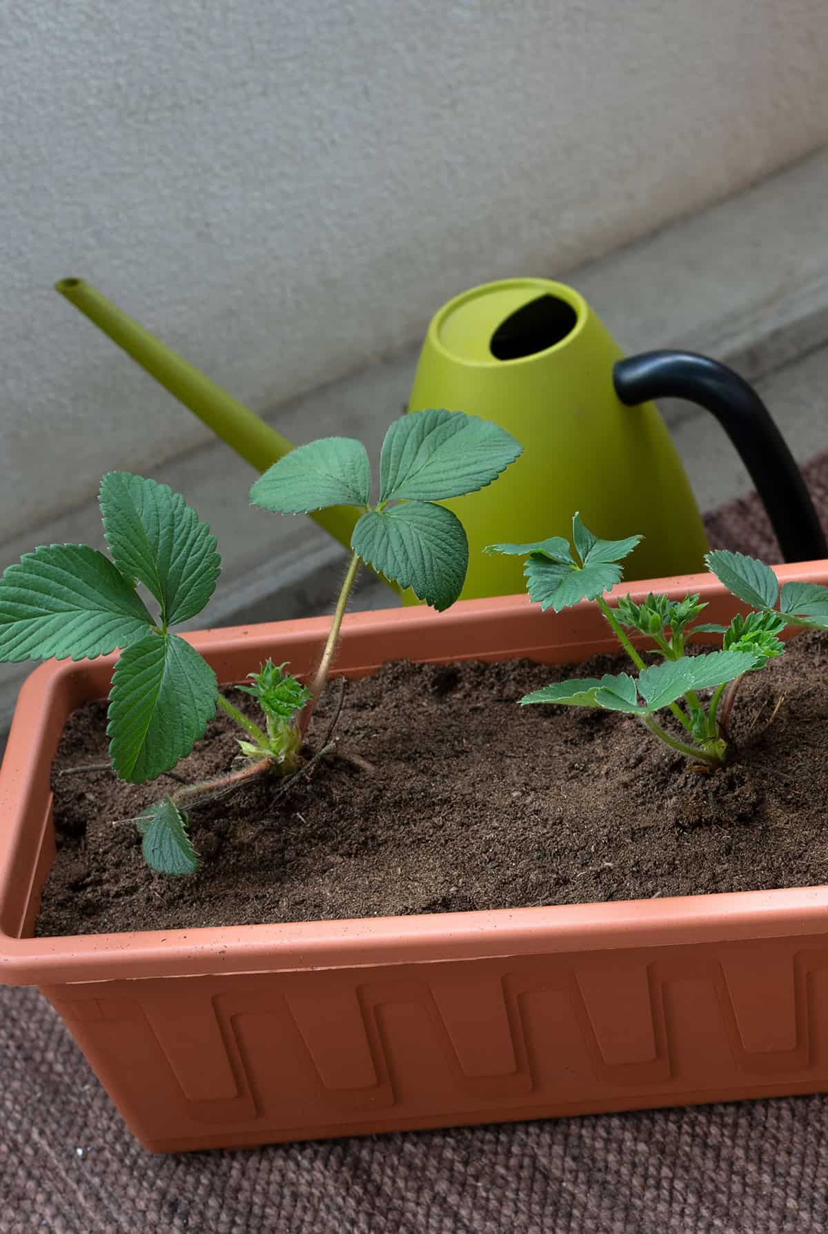 Water Strawberries Indoors