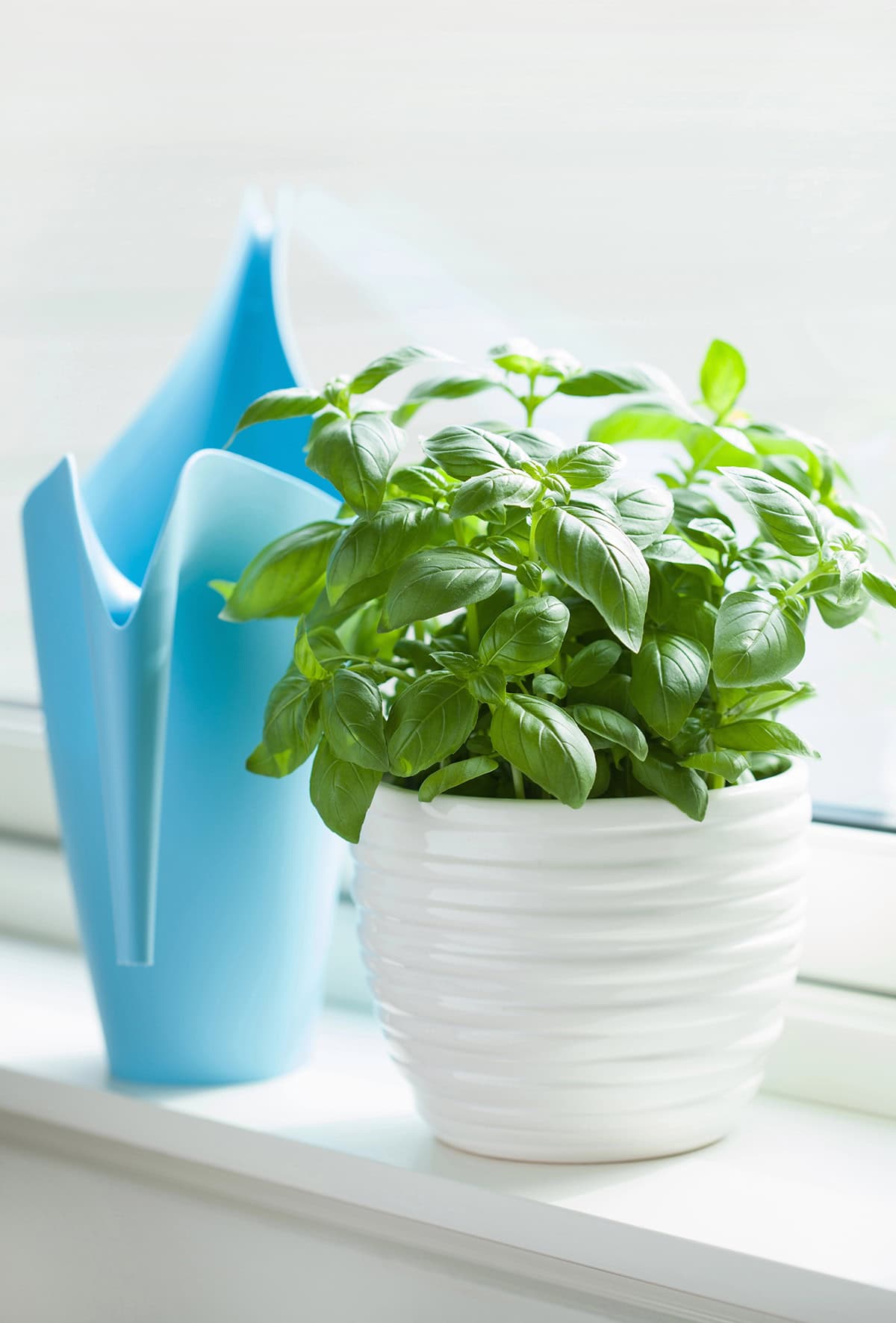 Watering Basil Indoors