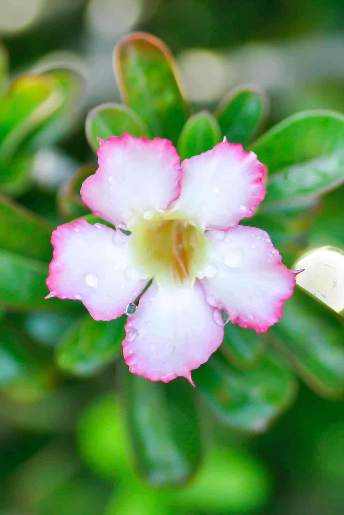 Watering Desert Rose