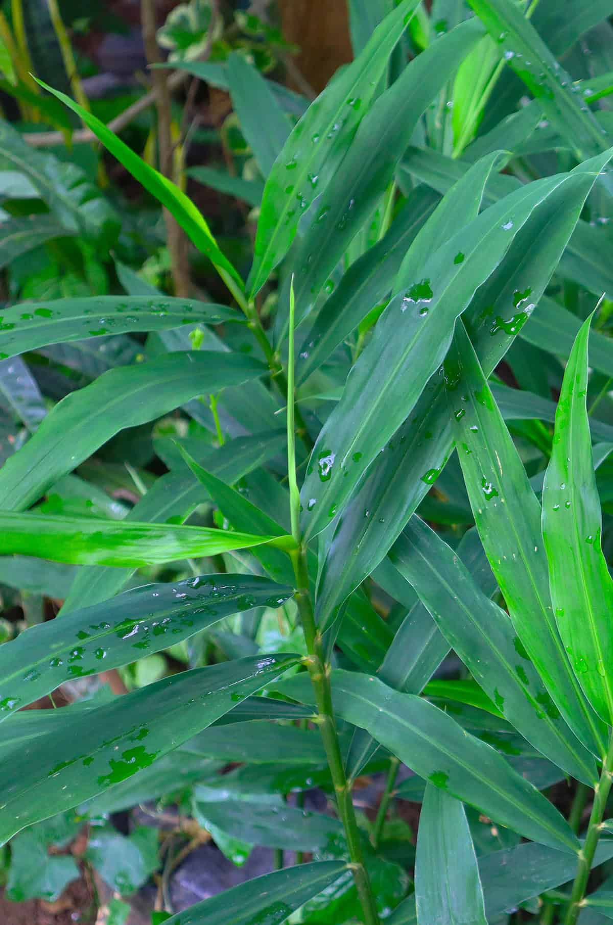 Watering Ginger Indoors