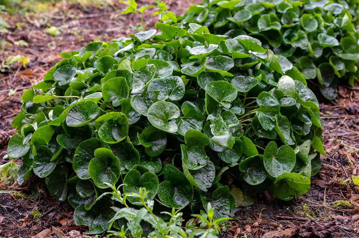 Wild Ginger (Asarum)
