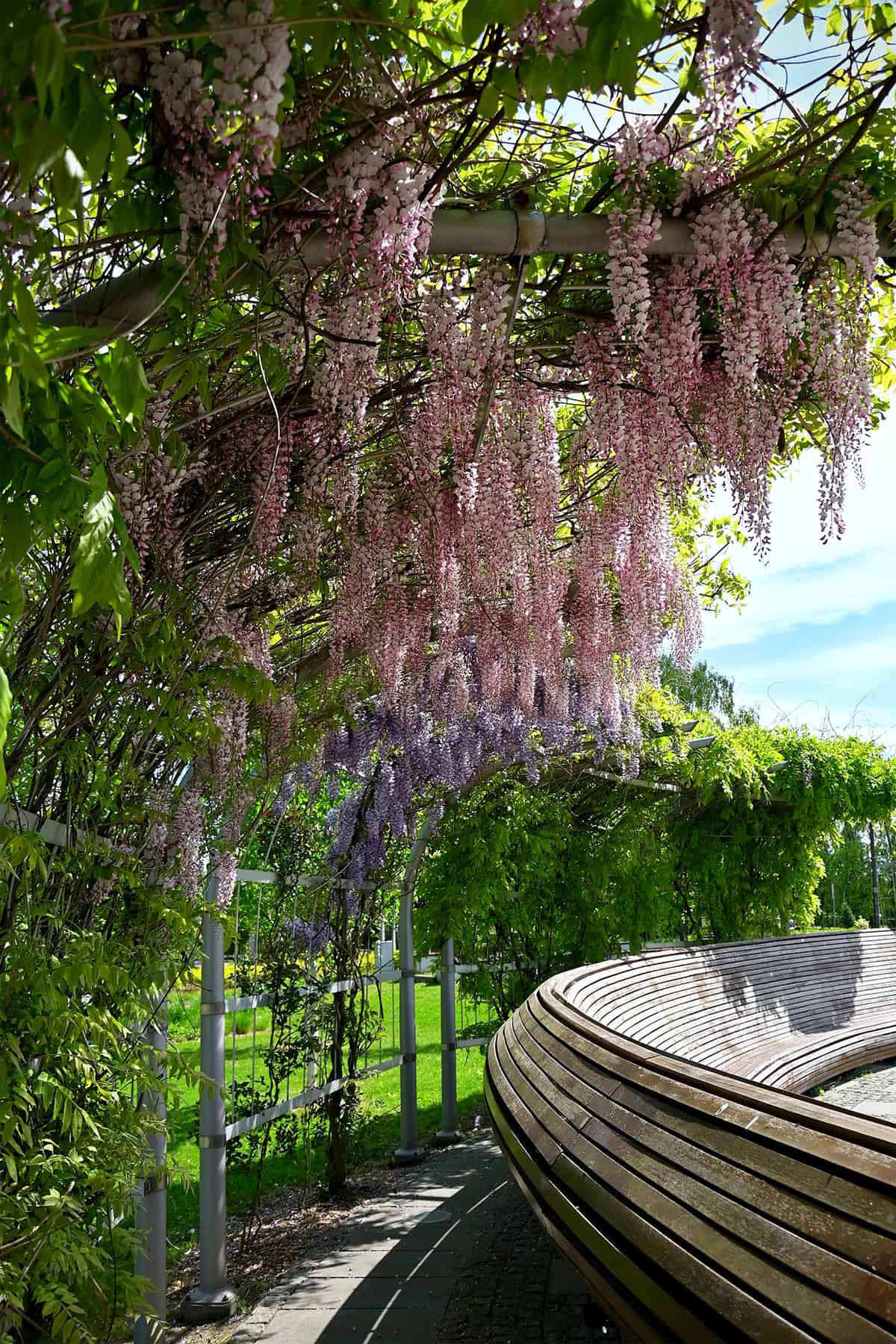 Wisteria