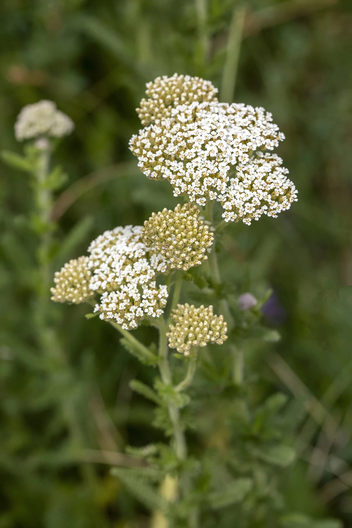Yarrow (Achillea)