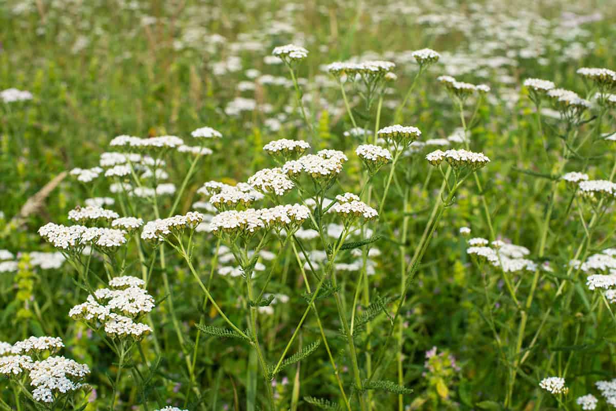 Yarrow (Achillea)