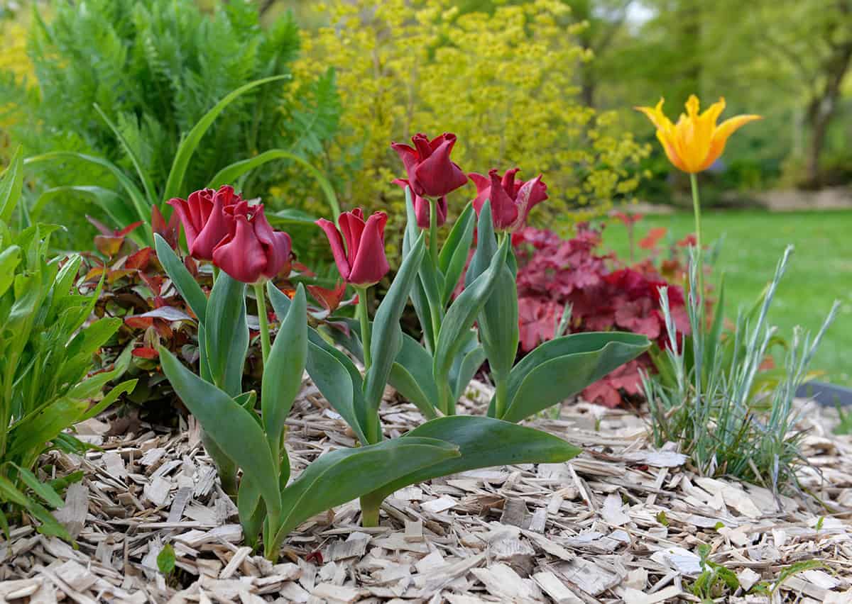 Add Fresh Mulch