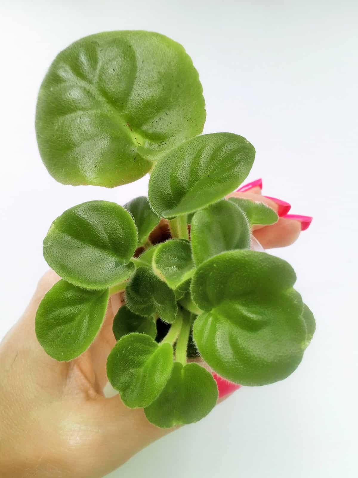 African Violet (Leaf Cuttings)