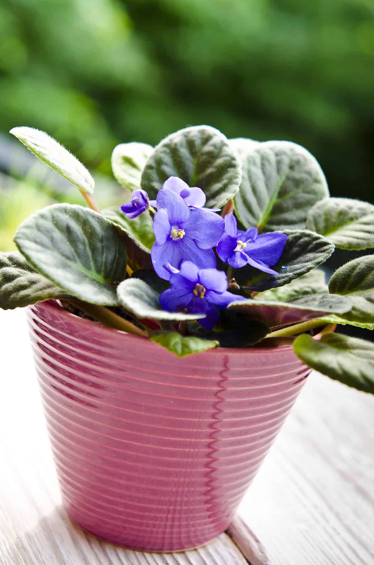 African Violet (Saintpaulia)