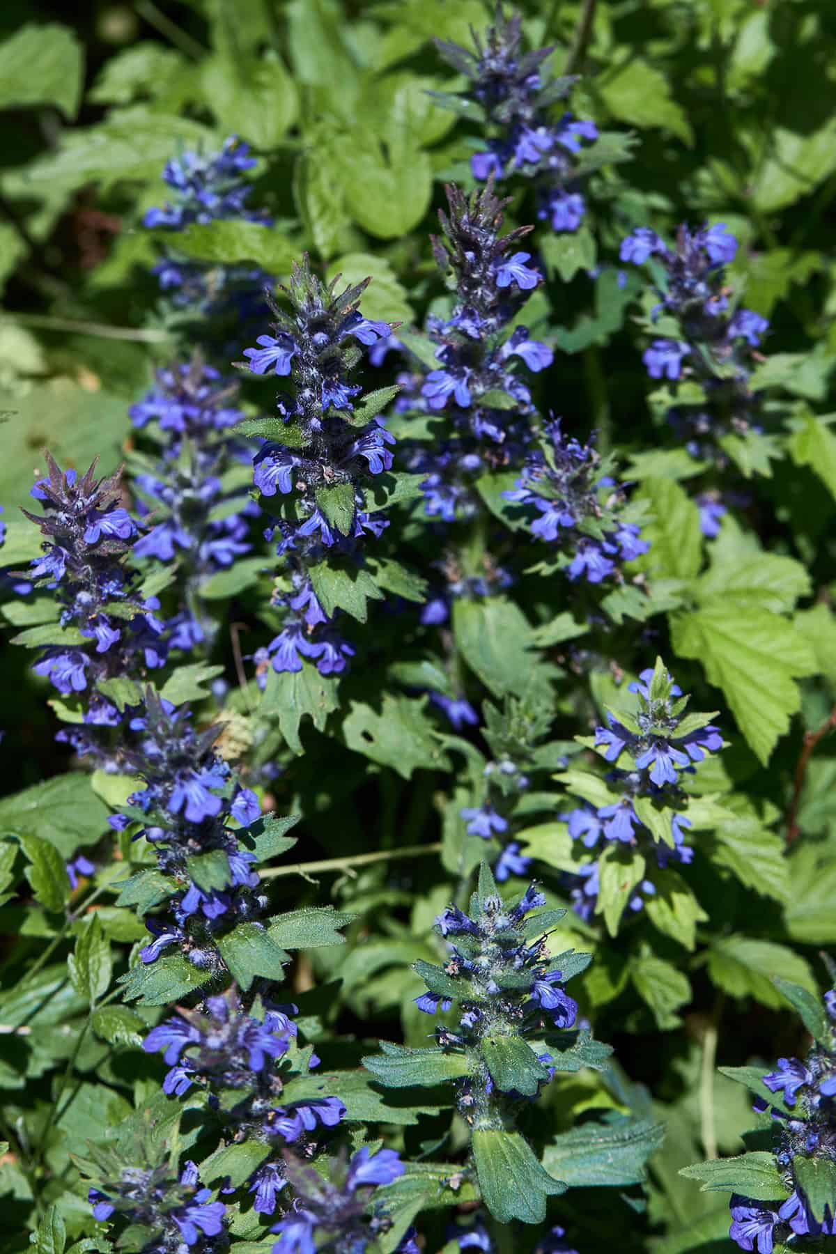 Ajuga (Ajuga reptans)