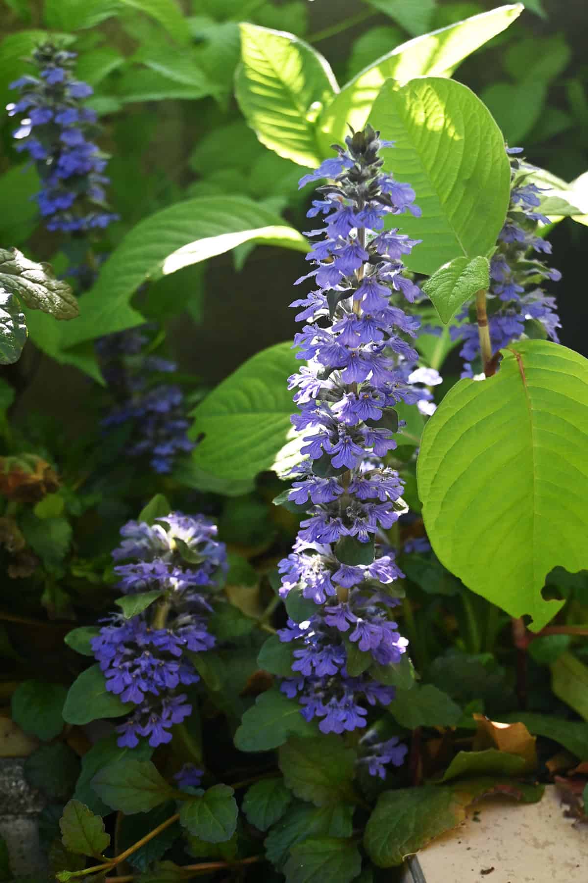 Ajuga (Ajuga reptans)