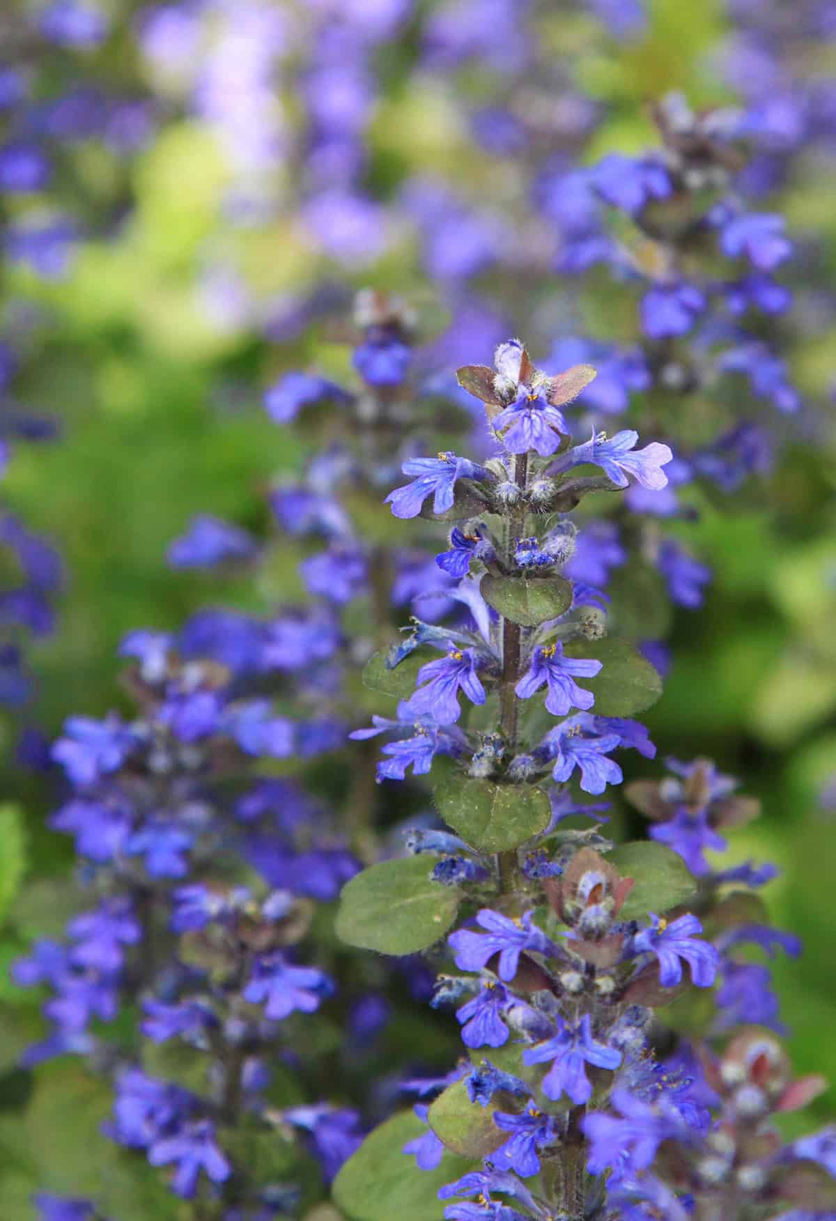 Ajuga (Bugleweed)