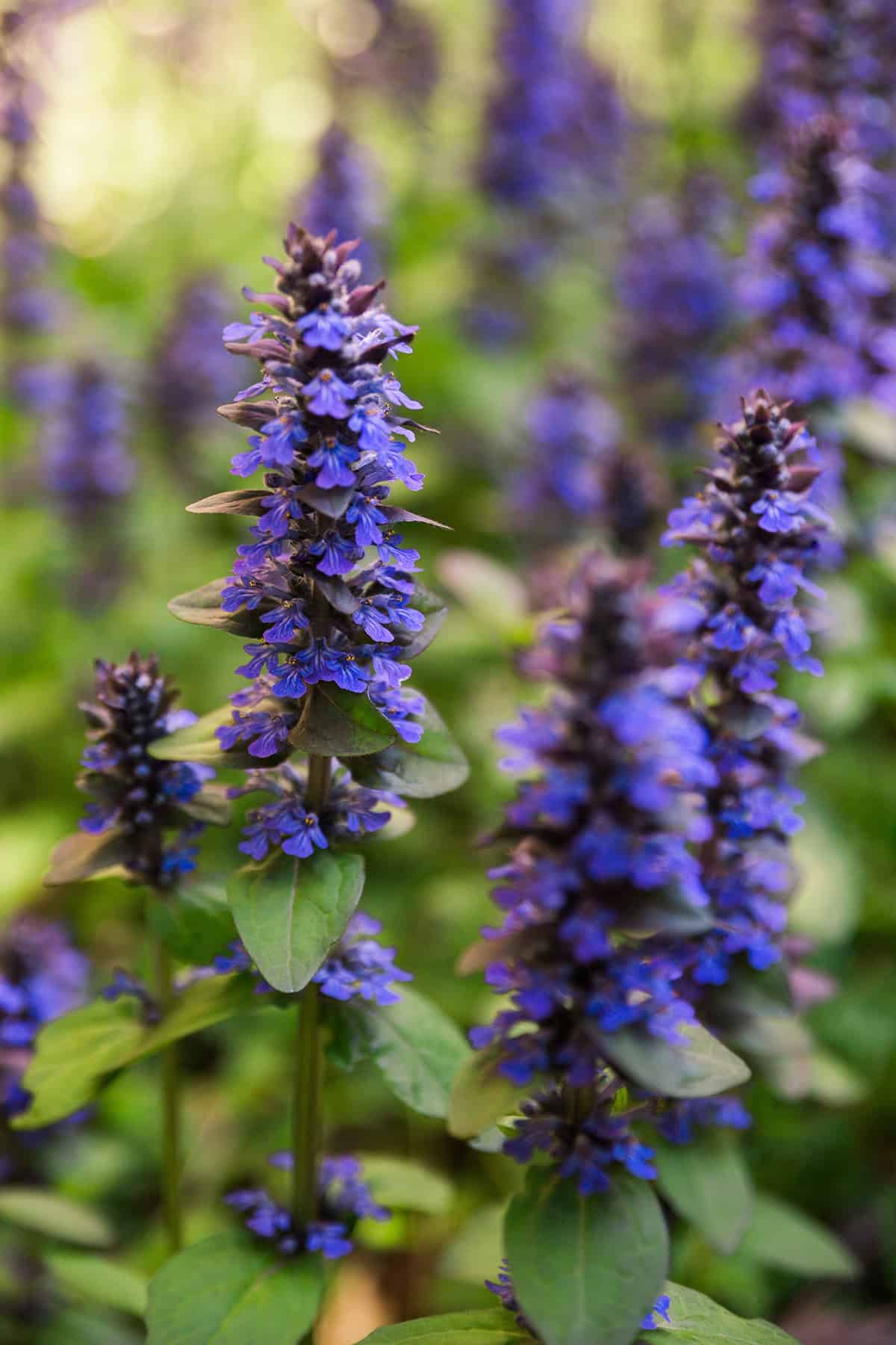 Ajuga _ Bugleweed (Ajuga reptans)