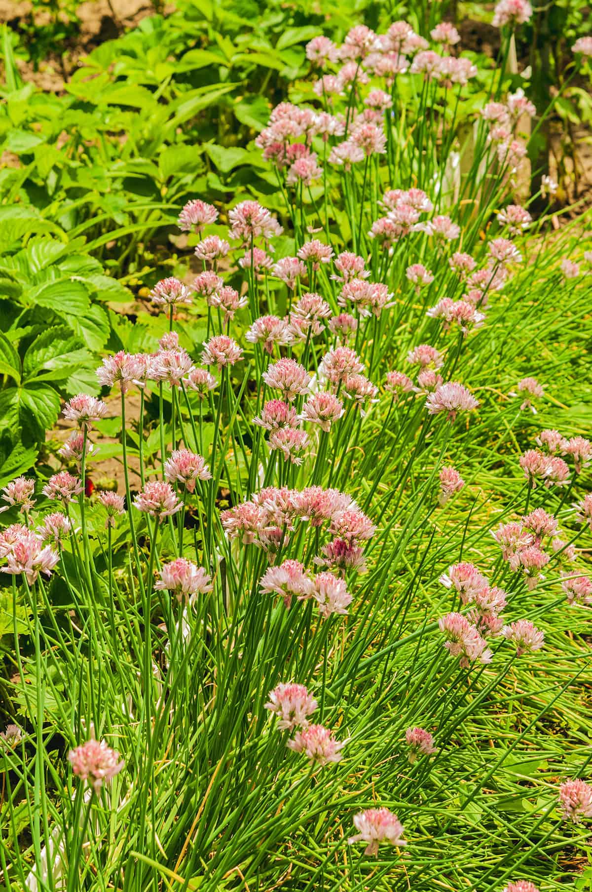 Allium (Ornamental Onion)